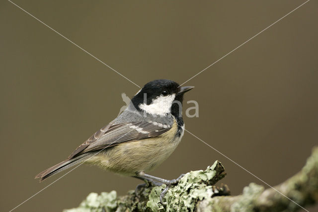 Zwarte Mees (Parus ater)