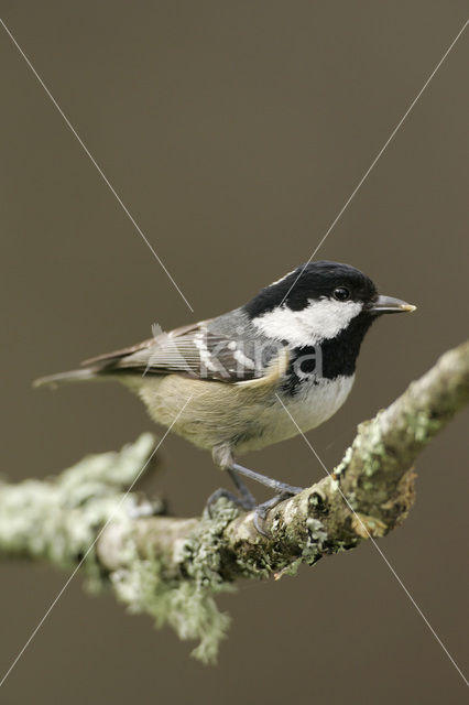 Coal Tit (Parus ater)