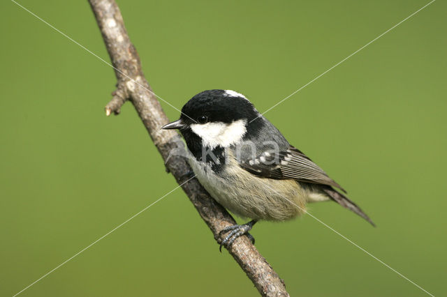 Zwarte Mees (Parus ater)