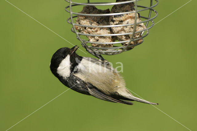 Zwarte Mees (Parus ater)