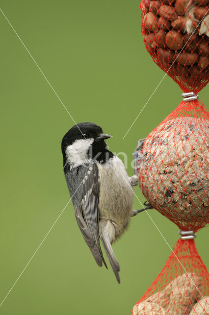 Coal Tit (Parus ater)