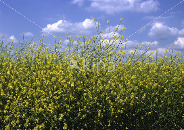 Black Mustard (Brassica nigra)