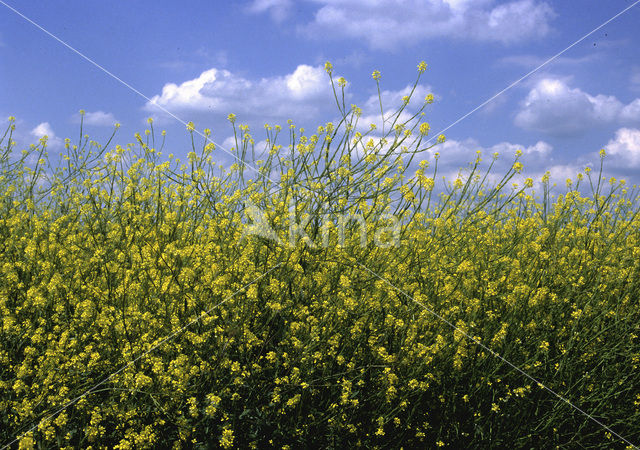 Zwarte mosterd (Brassica nigra)