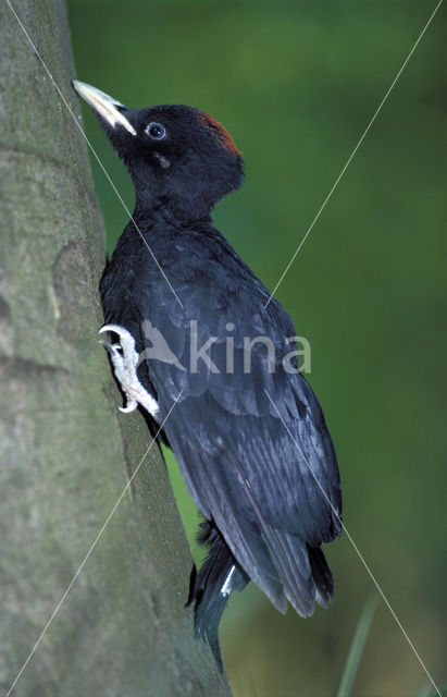 Black Woodpecker (Dryocopus martius)
