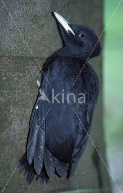 Black Woodpecker (Dryocopus martius)