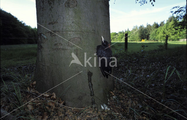 Black Woodpecker (Dryocopus martius)