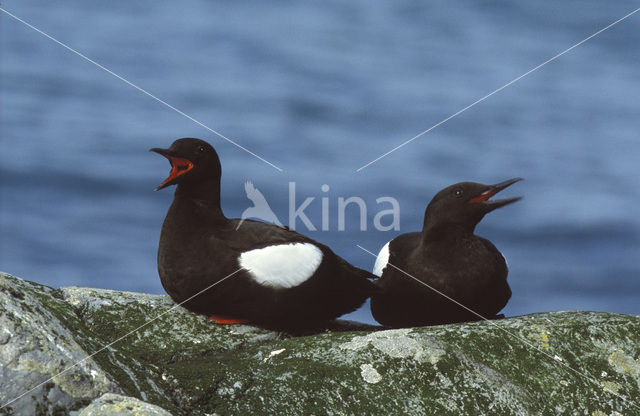 Black Guillemot