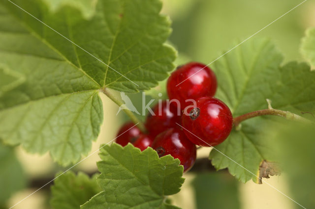 Aalbes (Ribes rubrum)