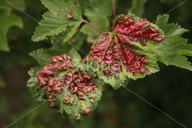 Aalbes (Ribes rubrum)