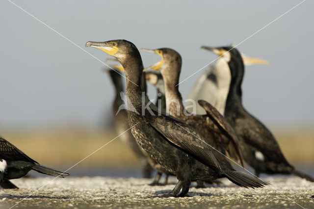 Great Cormorant (Phalacrocorax carbo)