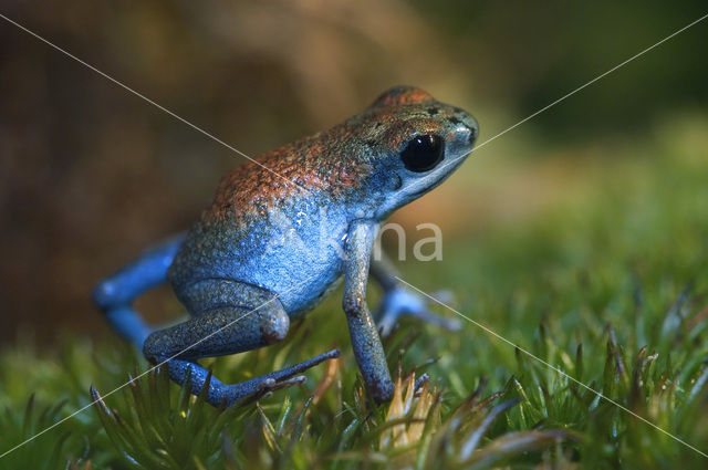 strawberry poison frog (Oophaga pumilio)