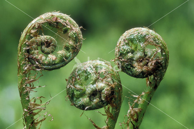 Western brackenfern (Pteridium aquilinum)