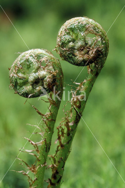 Western brackenfern (Pteridium aquilinum)