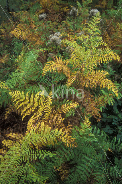 Western brackenfern (Pteridium aquilinum)