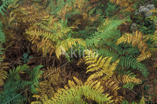 Western brackenfern (Pteridium aquilinum)