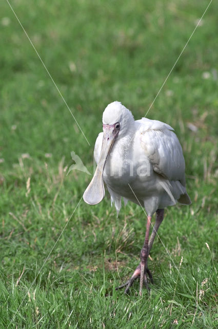 African Spoonbill (Platalea alba)