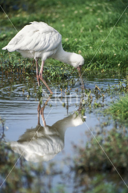 African Spoonbill (Platalea alba)