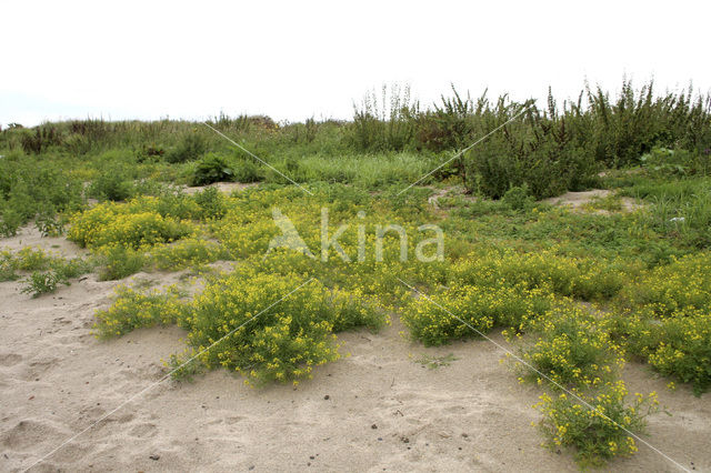 Creeping Yellow-cress (Rorippa sylvestris)