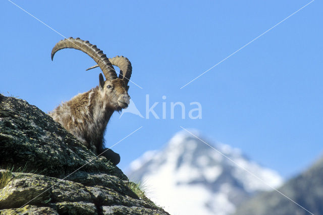 Ibex (Capra ibex)