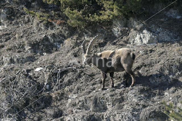 Alpen Steenbok (Capra ibex)