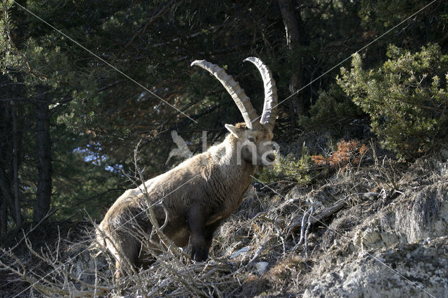 Ibex (Capra ibex)