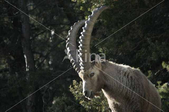 Alpen Steenbok (Capra ibex)