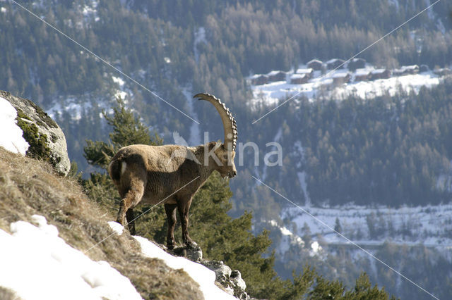 Alpen Steenbok (Capra ibex)