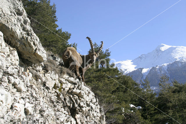 Alpen Steenbok (Capra ibex)