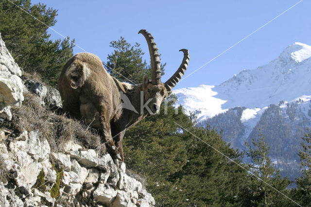 Alpen Steenbok (Capra ibex)