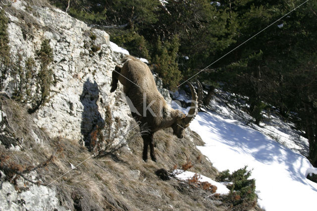 Alpen Steenbok (Capra ibex)