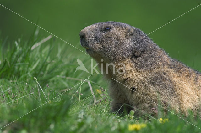 Alpine Marmot (Marmota marmota)