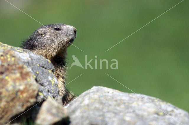 Alpine Marmot (Marmota marmota)