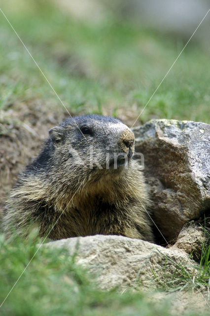 Alpine Marmot (Marmota marmota)