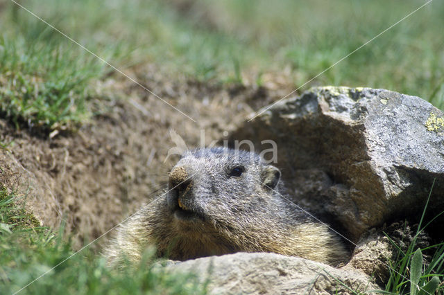 Alpine Marmot (Marmota marmota)