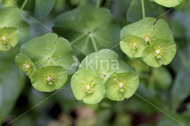Wood Spurge (Euphorbia amygdaloides)