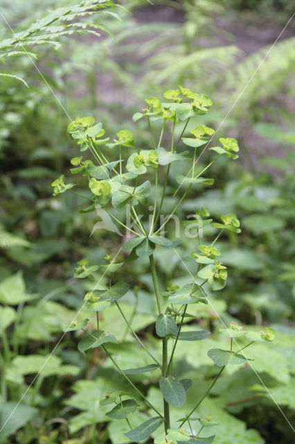 Wood Spurge (Euphorbia amygdaloides)