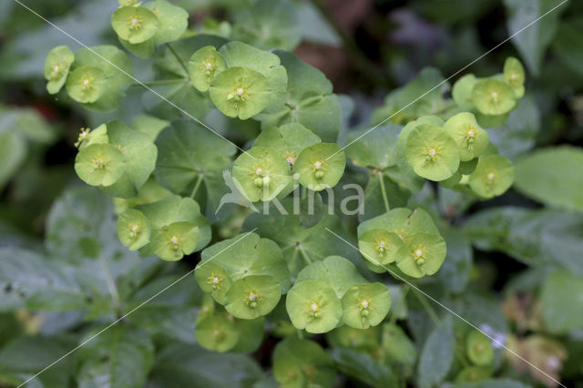 Wood Spurge (Euphorbia amygdaloides)