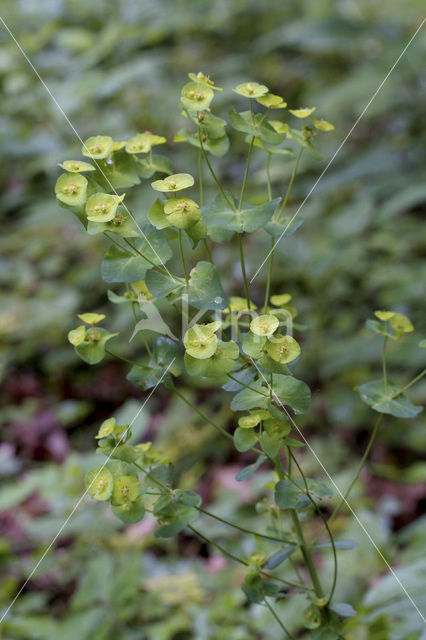 Wood Spurge (Euphorbia amygdaloides)