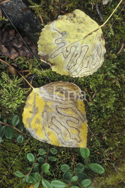 Quaking aspen (Populus tremuloides)