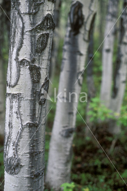 Quaking aspen (Populus tremuloides)