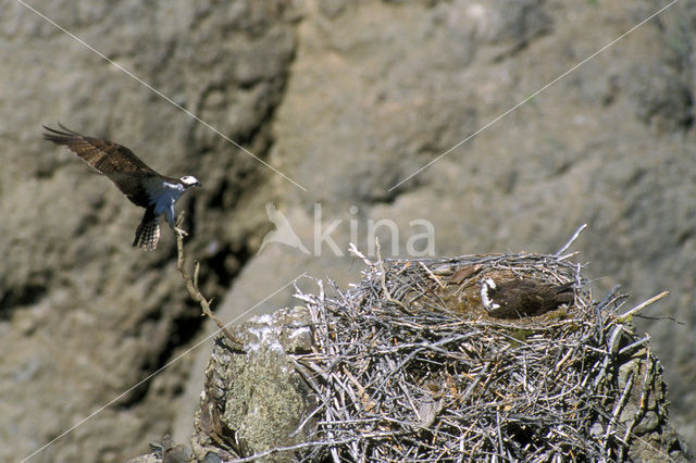 North american Osprey (Pandion haliaetus carolinensis)
