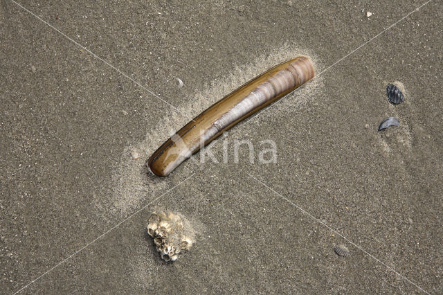 Atlantic razor clam (Ensis directus)