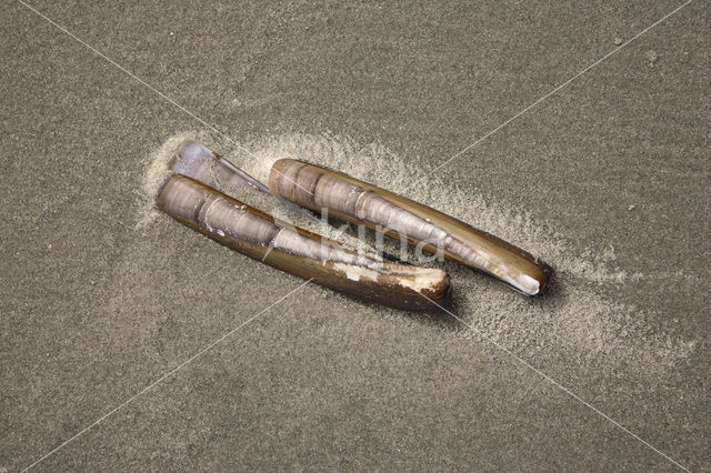 Atlantic razor clam (Ensis directus)