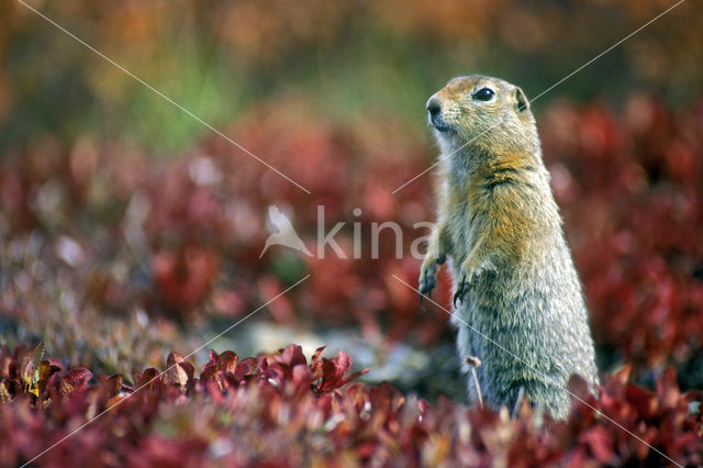 Arctische grondeekhoorn (Spermophilus parryii)