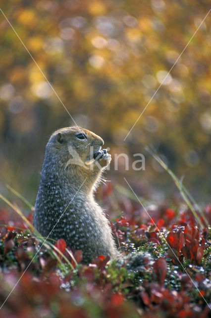 Arctische grondeekhoorn (Spermophilus parryii)