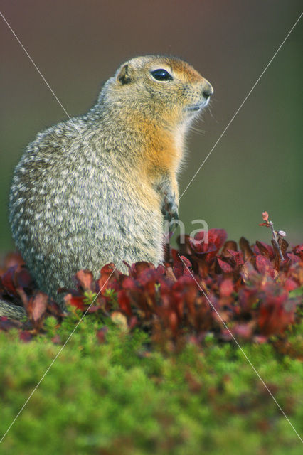 Arctische grondeekhoorn (Spermophilus parryii)