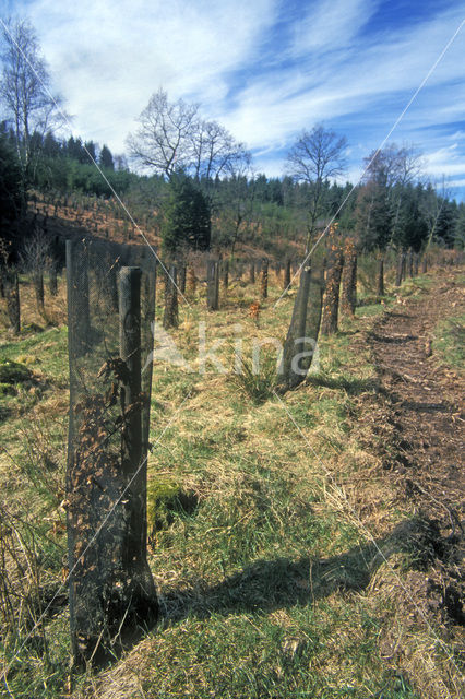 Ardennes