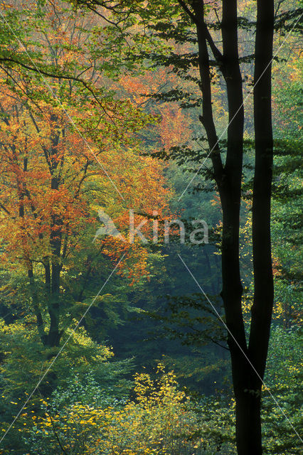 Ardennes