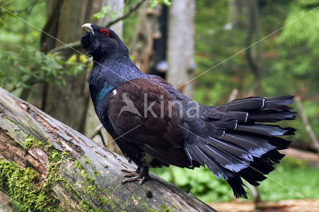 Eurasian Capercaillie (Tetrao urogallus)