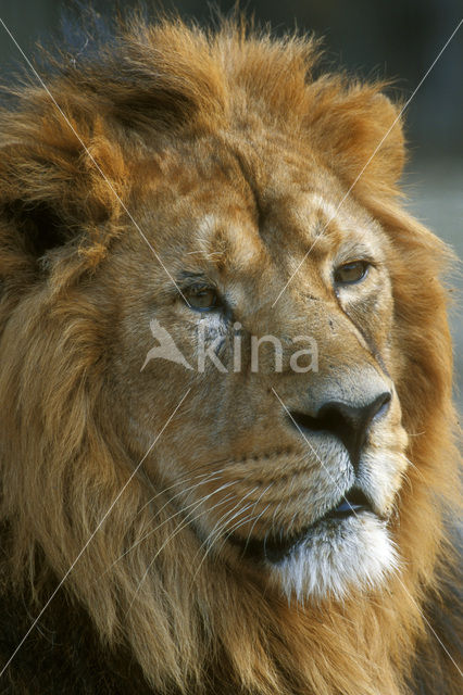 Aziatische leeuw (Panthera leo persica)